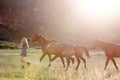 A beautiful blond woman playing with horses in a field. Royalty Free Stock Photo