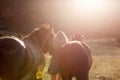 A beautiful blond woman playing with horses in a field. Royalty Free Stock Photo