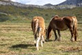 Beautiful blonde-coated horses in the field