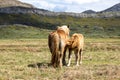 Beautiful blonde-coated horses in the field. Foal nursing in the field
