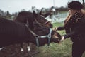 Beautiful blonde girl feeds from a hand a big brown horse Royalty Free Stock Photo