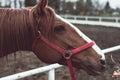 Beautiful blonde girl feeds from a hand a big brown horse Royalty Free Stock Photo