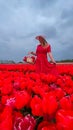 Beautiful blonde girl in red dress and white straw hat with wicker basket on colorful tulip fields. Royalty Free Stock Photo