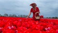 Beautiful blonde girl in red dress and white straw hat with wicker basket on colorful tulip fields. Royalty Free Stock Photo