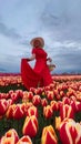 Beautiful blonde girl in red dress and white straw hat with wicker basket on colorful tulip fields. Royalty Free Stock Photo
