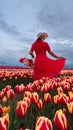 Beautiful blonde girl in red dress and white straw hat with wicker basket on colorful tulip fields. Royalty Free Stock Photo