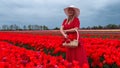 Beautiful blonde girl in red dress and white straw hat with wicker basket on colorful tulip fields. Royalty Free Stock Photo