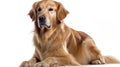 Beautiful blonde golden retriever dog sit relaxed and pose for studio shot isolated on white background