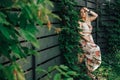 Beautiful blonde woman dressed in flower dress in a green leaves trees on a wooden wall background. Copy, empty space for text Royalty Free Stock Photo