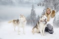 Beautiful blonde woman, standing on snow and holding Husky dogs view of mountains and snow.