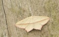 A beautiful Blood-vein Moth Timandra comae perched on an old tree.