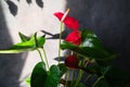 Beautiful bloom of Anthurium plant. Potted indoor plant. Home gardening.