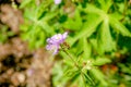 Geranium wilfordii with pink color Royalty Free Stock Photo