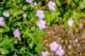 Geranium wilfordii with pink color Royalty Free Stock Photo