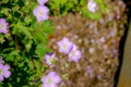 Geranium wilfordii with pink color Royalty Free Stock Photo