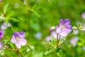 Geranium wilfordii with pink color Royalty Free Stock Photo