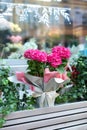 Beautiful bloom hortensia plant in pot outdoors. Hydrangea flower wit pink bud of petals with green leaf. Royalty Free Stock Photo