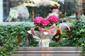 Beautiful bloom hortensia plant in pot outdoors. Hydrangea flower wit pink bud of petals with green leaf. A summer plant in flower Royalty Free Stock Photo