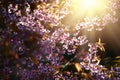 Beautiful bloom pink cherry blossom sakura flowers on morning sunlight background, Spring flower field background.