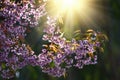 Beautiful bloom pink cherry blossom sakura flowers on morning sunlight background, Spring flower field background. Royalty Free Stock Photo