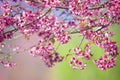 Beautiful bloom pink cherry blossom sakura flowers on morning sunlight background,  Spring flower field background Royalty Free Stock Photo