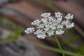 Beautiful Bloom of Queen Anne's Lace Royalty Free Stock Photo