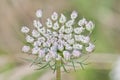 Beautiful Bloom of Queen Anne's Lace