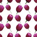 Beautiful bloom tulips watercolor Seamless floral pattern on white background Royalty Free Stock Photo
