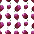 Beautiful bloom tulips watercolor Seamless floral pattern on white background Royalty Free Stock Photo