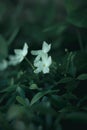 Bloom tiny white flowers at garden