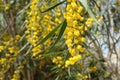 Beautiful blooming of Acacia saligna tree