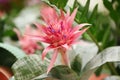 Beautiful blooming aechmea flower, closeup.