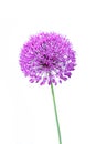 Beautiful blooming allium close up