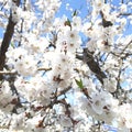 Beautiful blooming almond branch background.