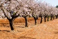 Beautiful blooming almond trees with flowers in Jalon village, Spain.