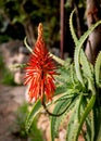 Beautiful blooming aloe. Green aloe plant with red flower and leaves on blurred background. Herbal medicine and skin care concept Royalty Free Stock Photo