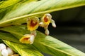 blooming Alpinia zerumbet or Shell Ginger Royalty Free Stock Photo