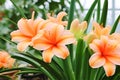 Beautiful blooming amarylis lily - orange flowers with green leaves in a greenhouse. Beautiful decorative flowers Royalty Free Stock Photo