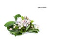Beautiful blooming Apple blossom isolated white background