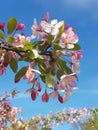 Beautiful blooming apple branch with pink and white blossoms Royalty Free Stock Photo