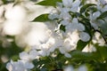 beautiful blooming apple tree branch with white flowers close-up. sunrise rays in the spring garden. Royalty Free Stock Photo