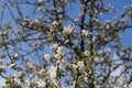 Beautiful blooming apple tree branch with white and pink delicate flowers on a blurry background of a spring awakening tree. Royalty Free Stock Photo