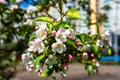 Beautiful blooming apple tree close-up. Apple tree in bloom