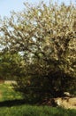 Blooming Apple tree. a tree with white flowers. branches with white flowers against a blue sky. spring nature in the Park. Royalty Free Stock Photo