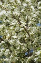 Blooming Apple tree. a tree with white flowers. branches with white flowers against a blue sky. spring nature in the Park. Royalty Free Stock Photo