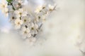 Beautiful blooming of apple tree in spring macro shot of flowers. Soft image of a blossoming tree Royalty Free Stock Photo