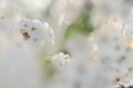 Beautiful blooming of apple tree in spring macro shot of flowers. Soft image of a blossoming tree Royalty Free Stock Photo