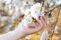 Beautiful blooming apple trees on a blue background in the spring garden. Female hand touches apple tree flowers. Spring Royalty Free Stock Photo