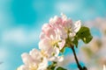 Beautiful blooming apple trees in the spring garden, blurred background, close up, selective focus Royalty Free Stock Photo