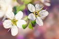 Beautiful blooming Apple trees in the spring garden. Close up.